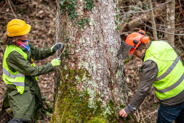 How Our Tree Care Process Works  in  Northdale, FL