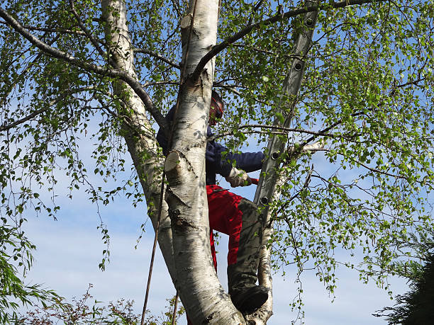 Tree and Shrub Care in Northdale, FL